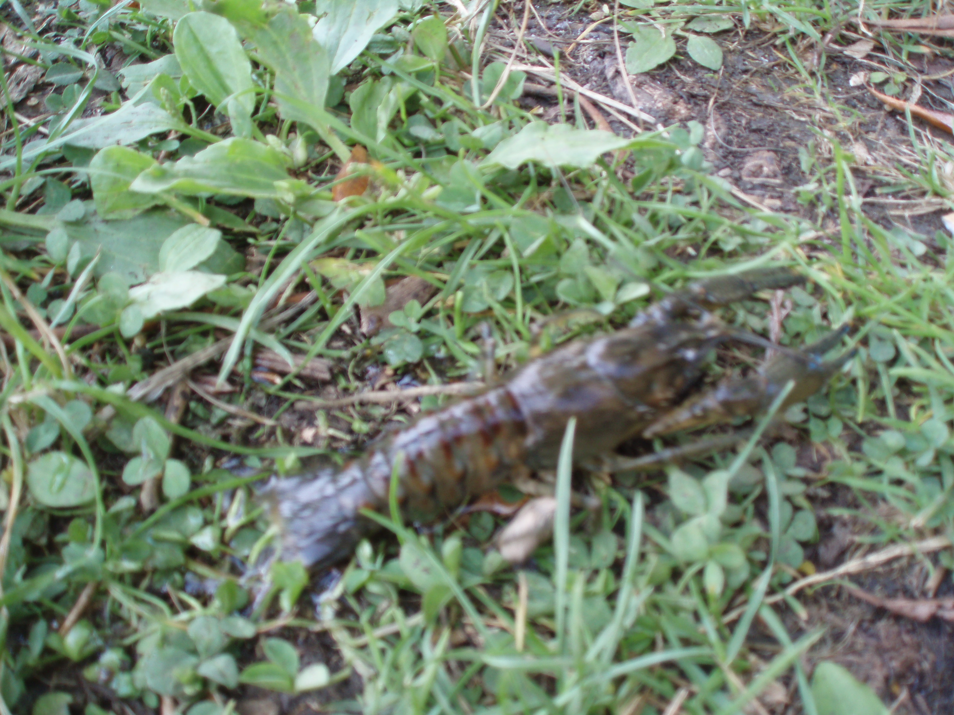 P7270421